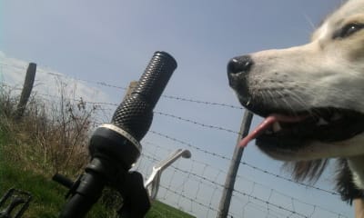 le cani VTT