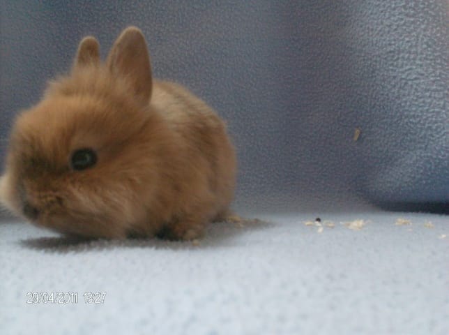 que mettre dans la cage de mon lapin ? 
