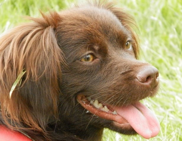 croisé unique en leur genre :)