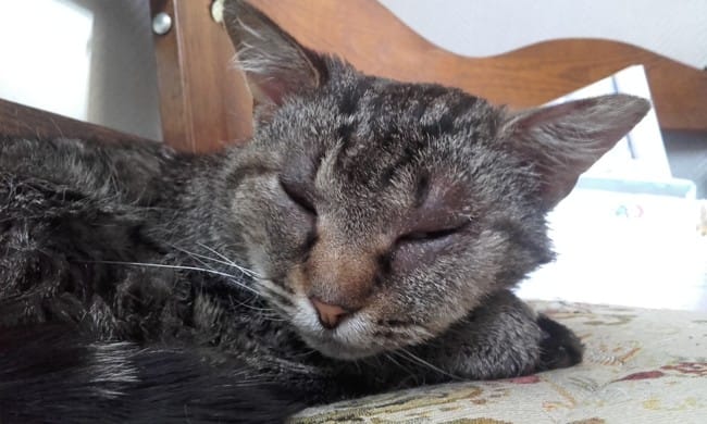 Yeux gonflés