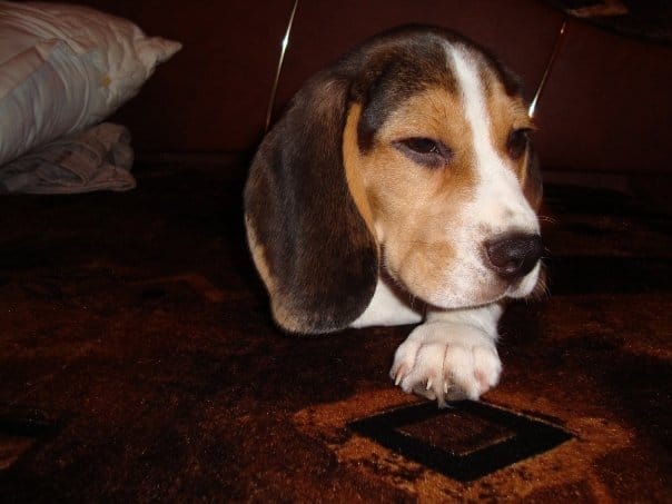 Mon chiot fait que des betises que faire ?
