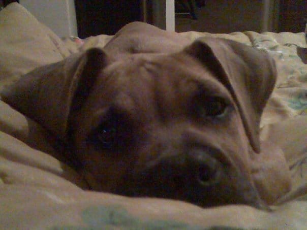 Petit chiot à adopter ! 