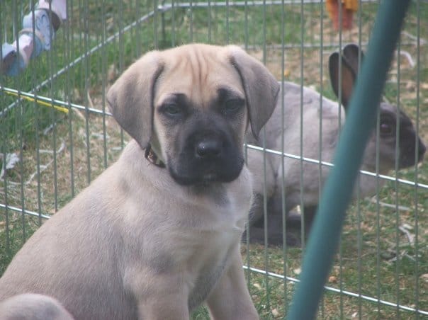 Trouver un nom à mon chiot