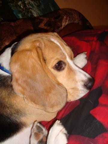 Ma chienne s'est fait renverser