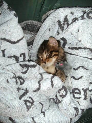 petit chaton trouvé