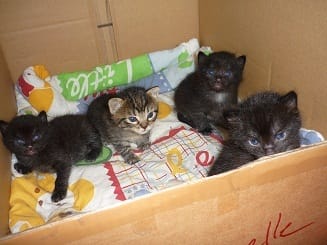 Comment choisir son chaton?