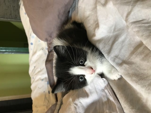 Nom pour mon chaton