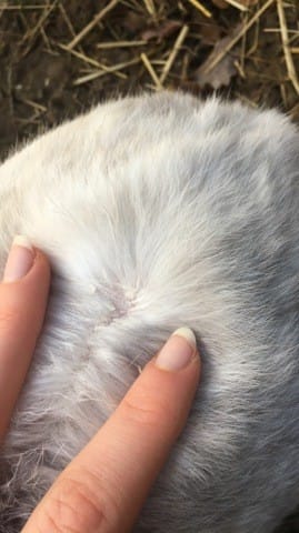 Mon lapin a la peau sèche et qui pèle