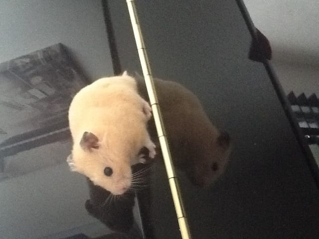 quel est. la race de mon hamster svp