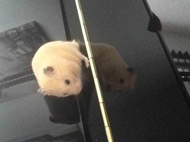 mon hamster tremble