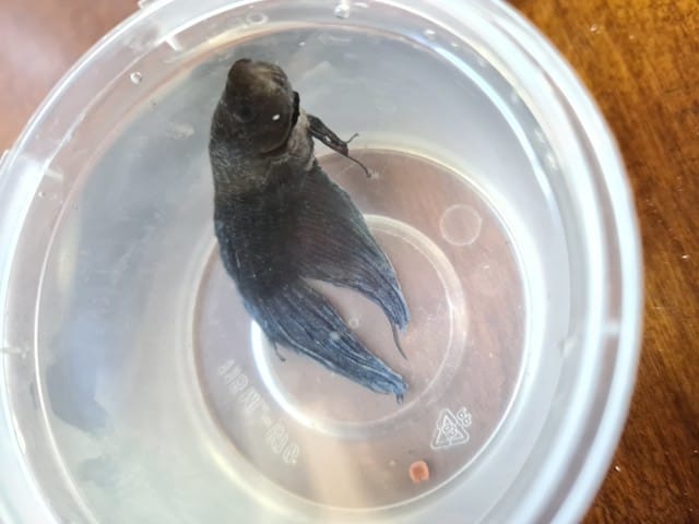 problème demande urgente d'aide pour mon combattant