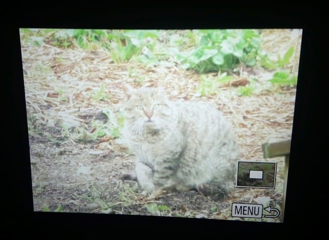 Quel est ce chat ?