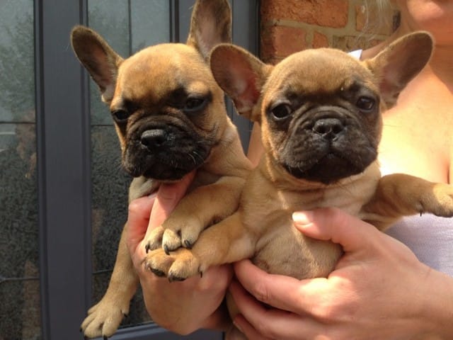 Chiots de type bouledogue français disponible de suite,