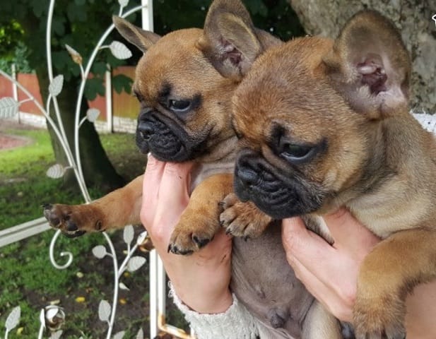 Disponibles de suite chiots bouledogues français