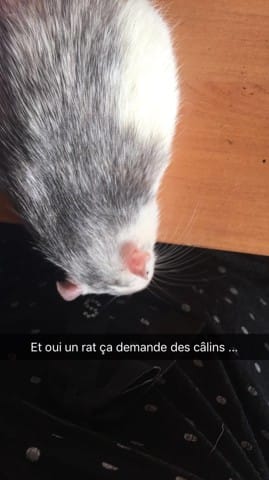 URGENT Cherche famille d'accueil pour une période de 6 mois pour ma rate