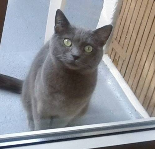 Perdu ma chatte