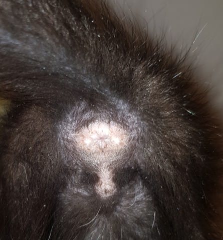 Je n arrive pas à déterminer le sexe de mes chatons