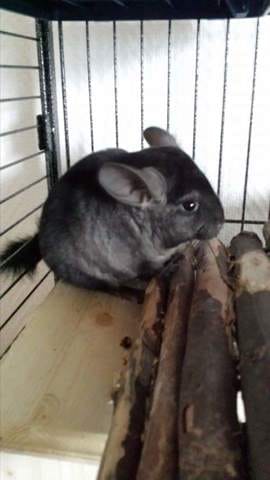 Ou trouver du bois pour mon Chinchilla?
