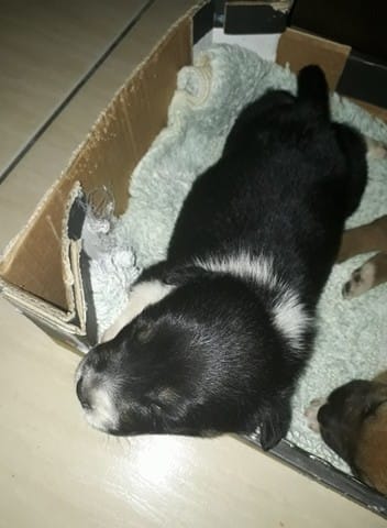 Quel race de chien est ce ?
