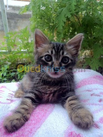 Aidez Moi a Choisir Ce Chat... 