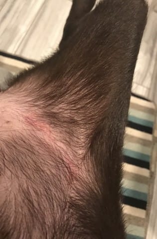 Rougeurs au niveau des cuisses de mon chien