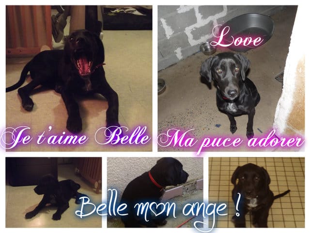 Evolution de Belle !
