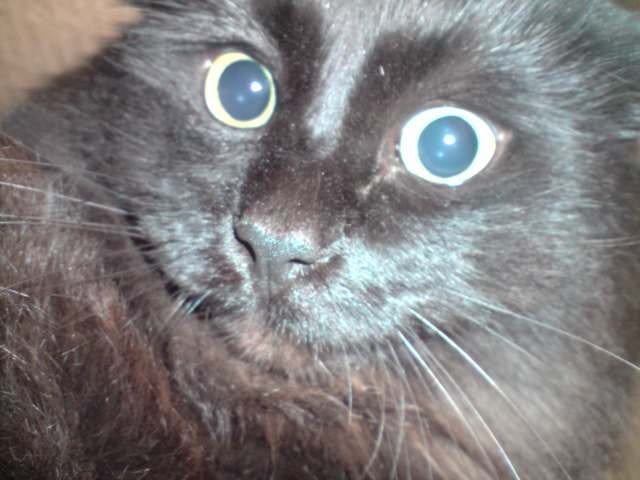 Présentation rapide