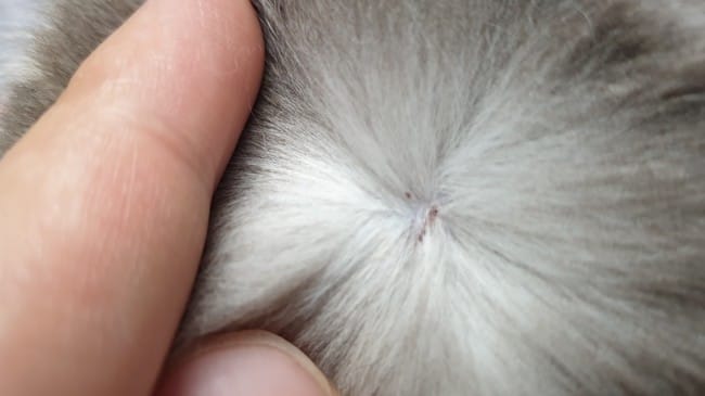 mon chat a deux petits points rouges , qu'est ce que c'est?