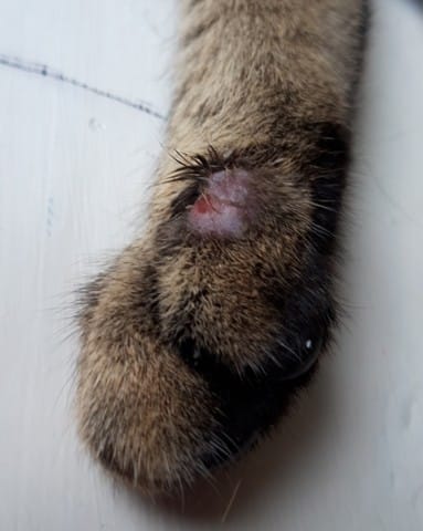 Blessure à la patte