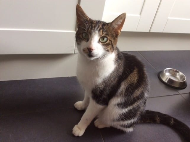 Mon chat est-il calico ?