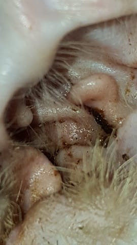 Mon chat a-t-il la gale des oreilles ?