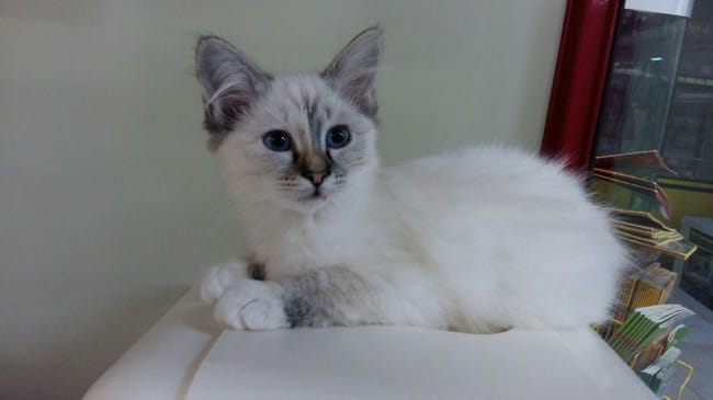 Quel race est ce chat svp ? le vendeur dit birmarnie mais n'a pas le LOOF