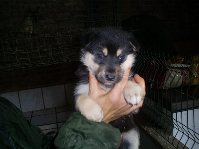 je vais avoir un husky
