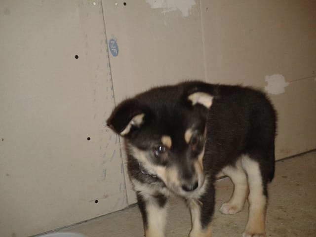 je vais avoir un husky
