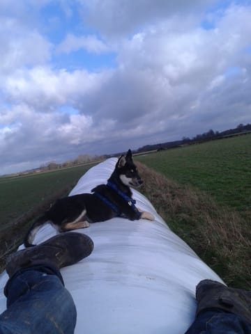 Probleme avec mon chien