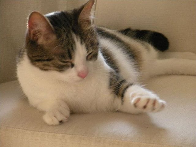 Avez vous déjà perdu un animal et l'avez vous retrouvé