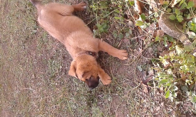Malinois 3 mois me mord
