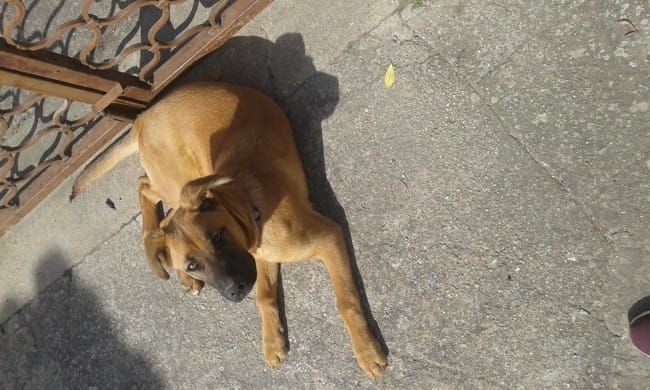 Oreilles malinois