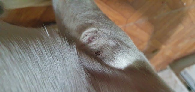 Irritation de peau de mon chien