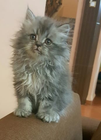 La Race de mon chaton
