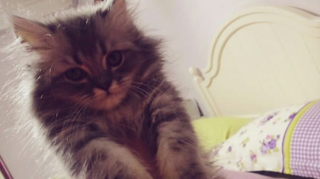 Des avis sur la race de ce chaton