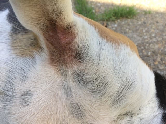 Mon chien est irrité sur certaine zone