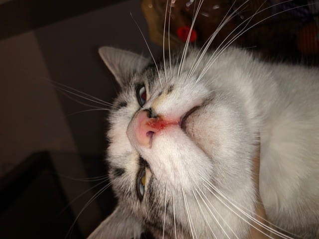 Potrzebuję pomocy, mój kot zranił się w nos