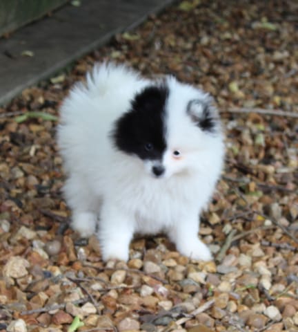 Je vous présente : Malice