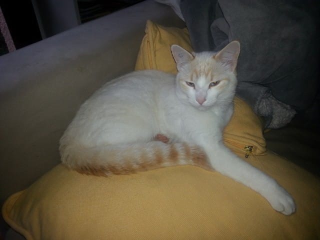 URGENT : cherche pet-sitter du 26 juin au 18 juillet