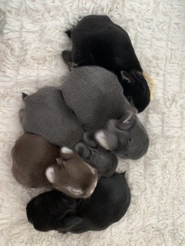 Quelles Couleurs du nid?