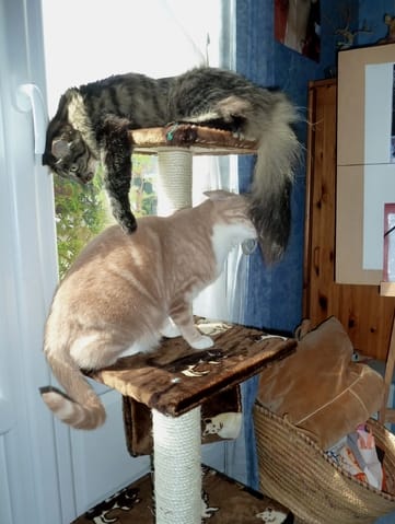 Quelle solution pour que mes chats utilisent les griffoires de l'arbre à chat ?