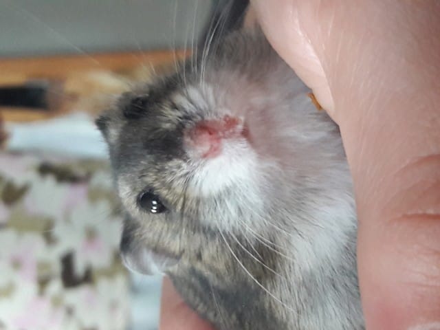 Petite croûte près de la bouche