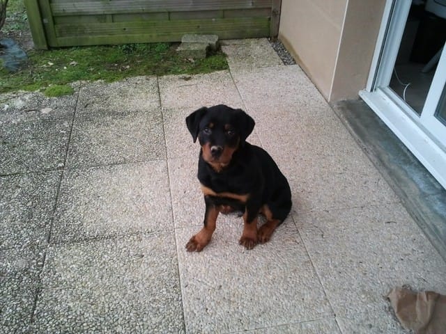 Evolution de Tyson en photos :)