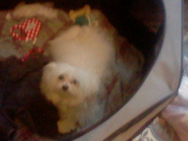 Question sur le bichon maltais ...